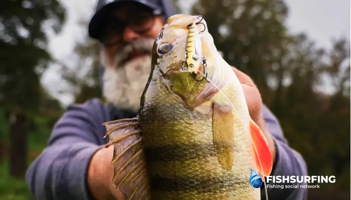 Fish imitations in the form of wobblers, cicadas and jigspinners are the weapon of many experienced bass anglers.