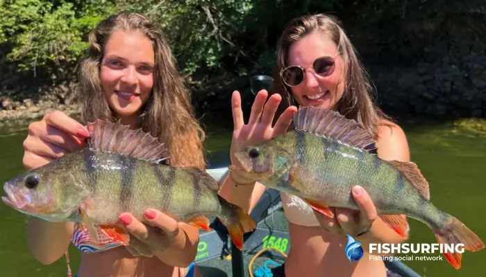 Perch are never alone, and if you find them, you're in for a hunt you'll remember for a long time.