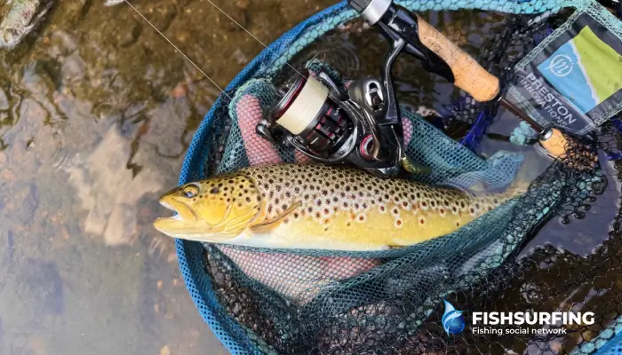 Some species are extremely sensitive to handling. Trout are definitely one of them, so let's give them the utmost care.