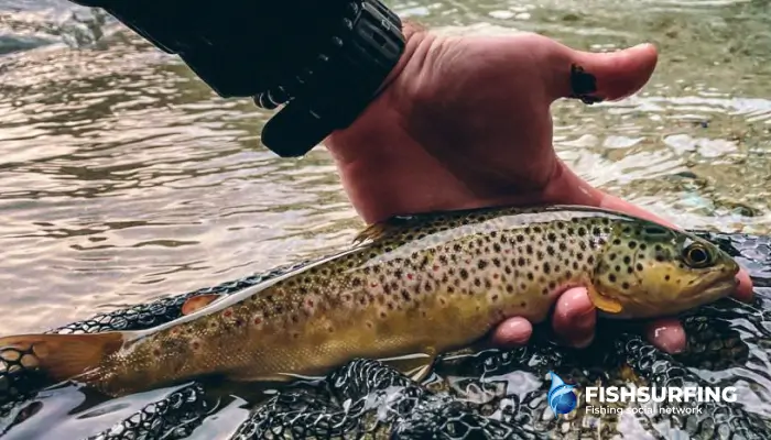 Hold the fish in the current until it actively swims away.