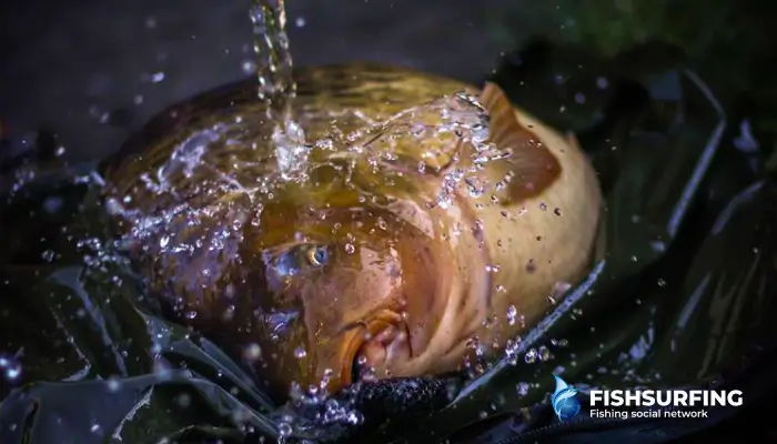 Correctly estimating the depth and movement of the fish has produced an awesome catch.