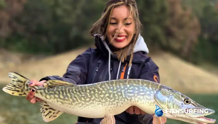 Pike are typically a habitat fish and can be fairly easy to spot on rivers.