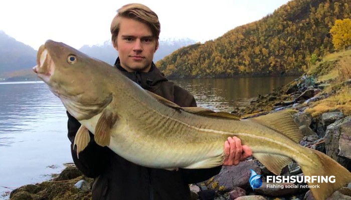Cod are one of the main destinations of fishing trips.