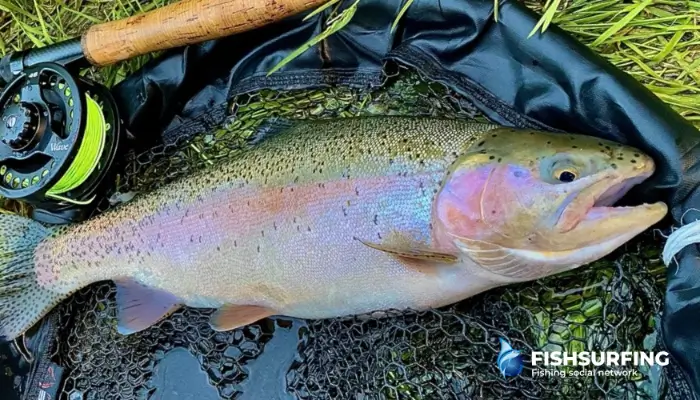 Large rainbow trout like this can be caught very effectively on the fly.