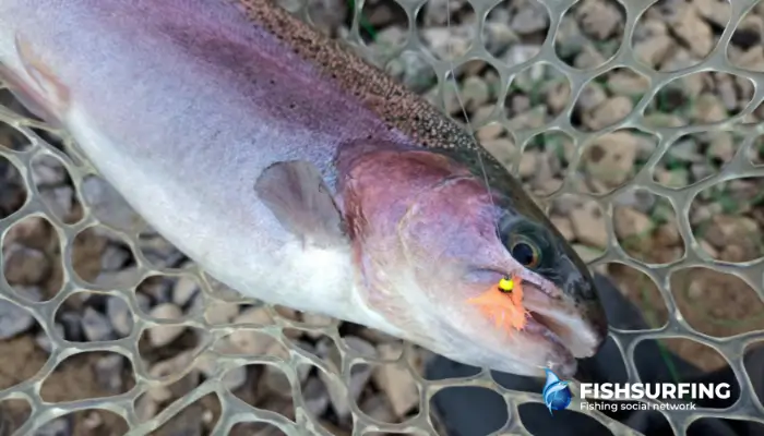 Trout are among the most commonly targeted fish in fly fishing.