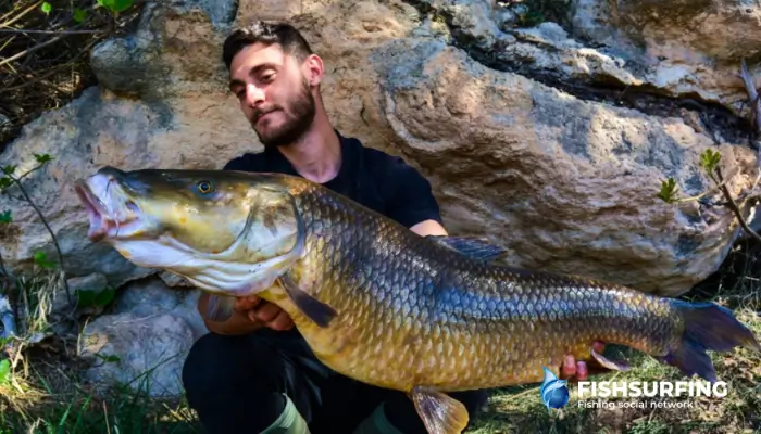 Barbel are incredibly strong, hard-fighting fish. This specimen must have put up a great fight.