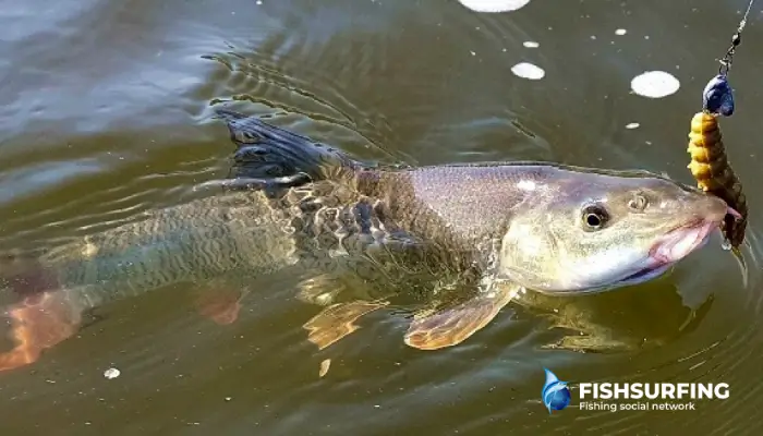 Barbel can also be caught very effectively with spinning gear.