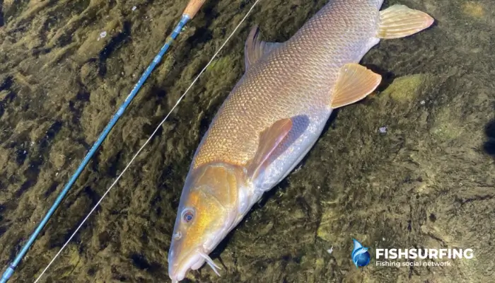 Look for areas where natural food is abundant, as barbel are likely to be feeding there.