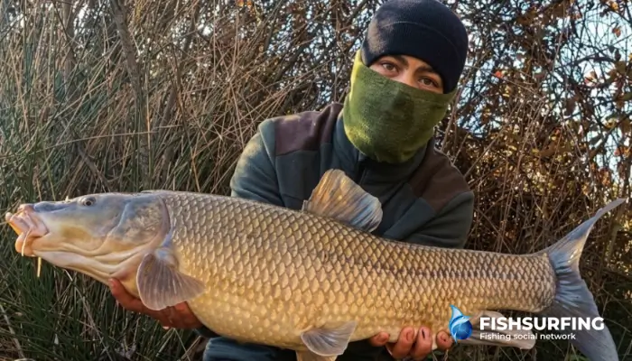 How to Catch Barbel in a River