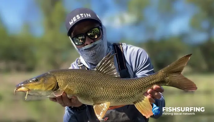 Barbel can be caught on a variety of baits, and cheese is one of them.