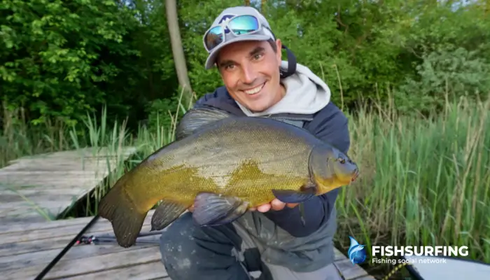 Tench are beautiful but very wary fish. Stay quiet and keep movement to a minimum when targeting them.