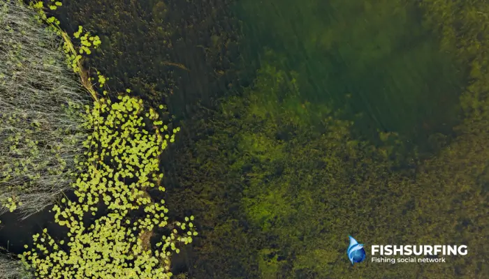 Tench are commonly found in lightly weeded areas with a muddy bottom.