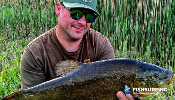Look for tench around underwater vegetation, where they often feed on abundant natural food.