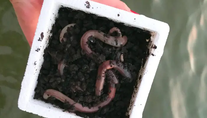 Chopped red worms are a great addition to groundbait.