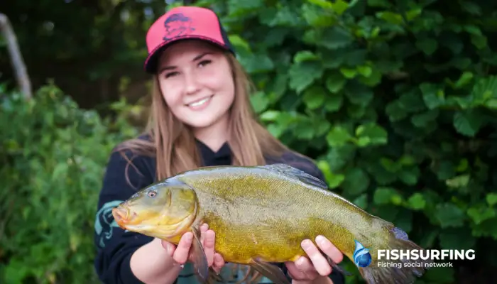 How to catch a tench? The best time, place and baits