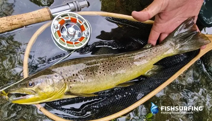 Choosing the right fly and presenting it properly is the key to success.