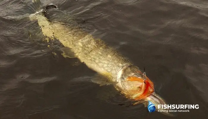 Choose the size of your fly according to the species of fish you are targeting.