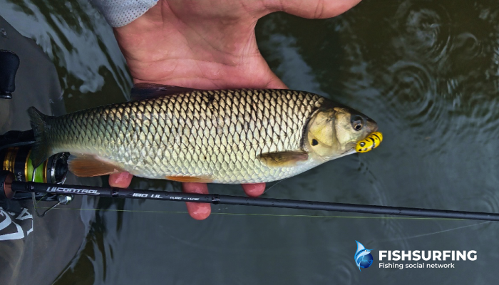 It&rsquo;s definitely worth trying to catch chub on light tackle - it makes for an incredibly dynamic fight and unforgettable emotions!
