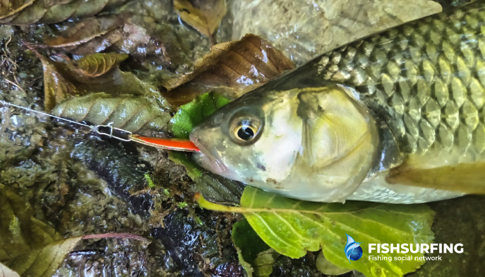 Chub can be caught throughout most of the year.