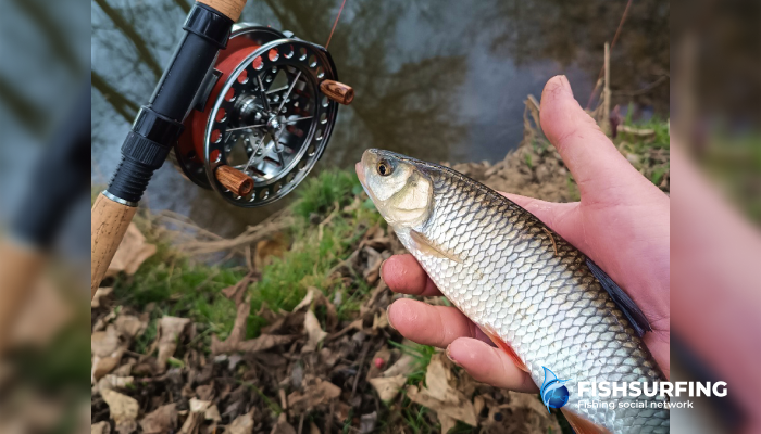 Chub are a very common target for fly fishing enthusiasts during the summer months.