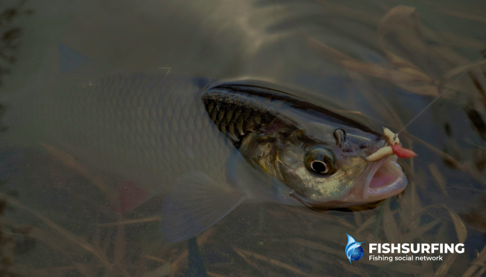 These fish will happily take even treats from the fruit market, such as cherries and sweet cherries - and perhaps even other types of fruit? 