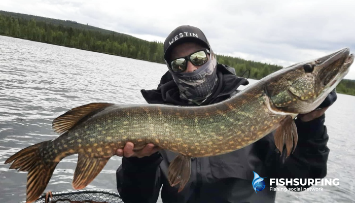 Many anglers eagerly await autumn - as the water cools down, conditions become increasingly favorable for predator fishing.