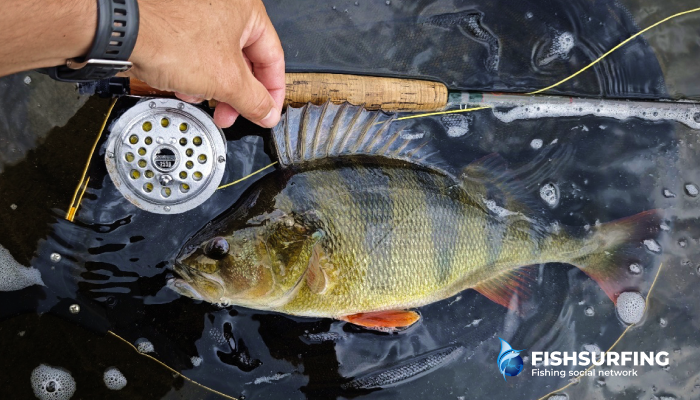 In autumn, you can successfully target large perch.