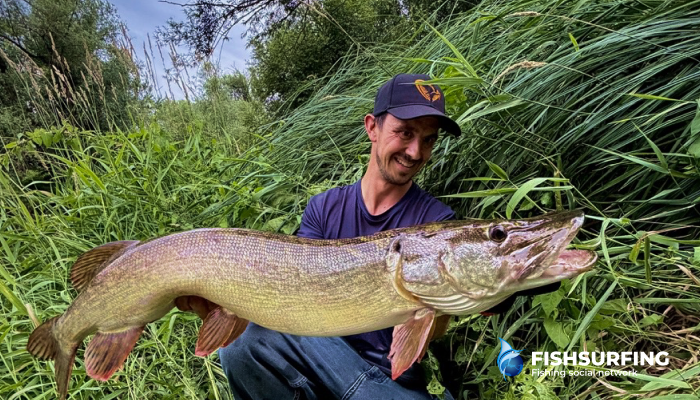 In the shallower areas near the reeds, many smaller fish can be found &ndash; this is where pike often go hunting.