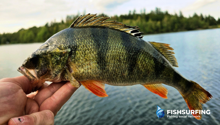 Pay attention to the current water temperature, sunlight levels and wind direction.