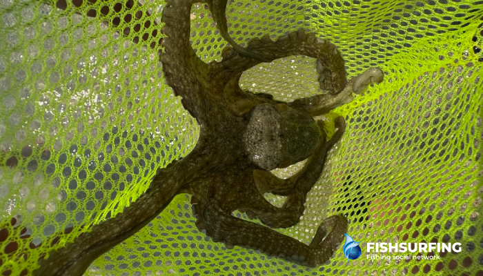 In Croatia, you can fish for marine species from the shore, including cuttlefish and squid.