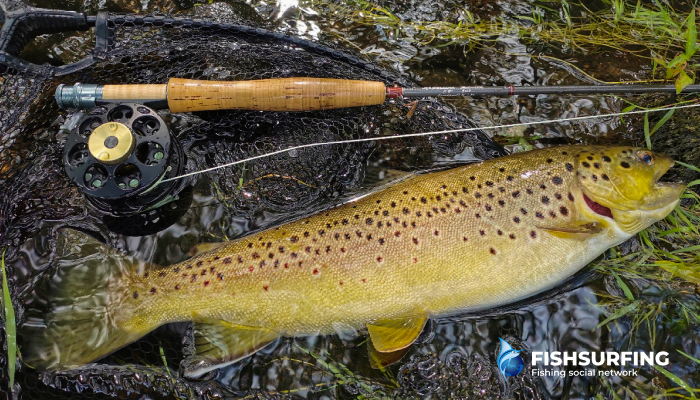 With fly reels a hand often acts as the drag.