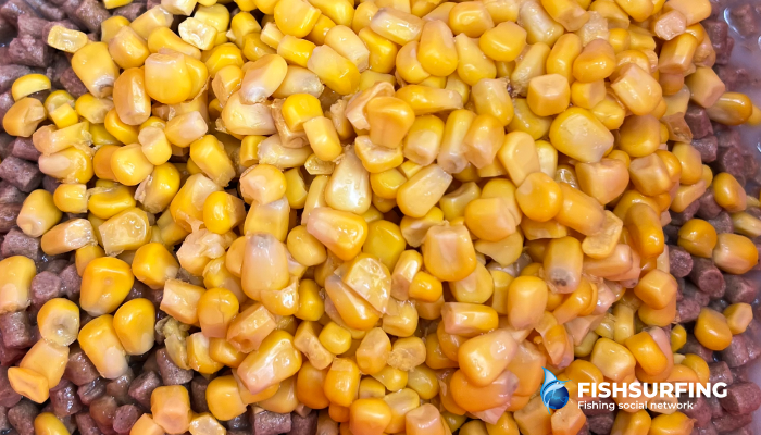 Corn is one of the most popular baits used in fishing.