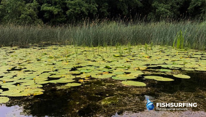 Grass carp are often found close to underwater vegetation, so it&rsquo;s worth placing your rig near it.