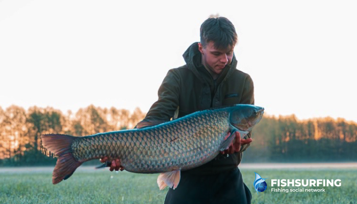 Grass carp can put up a real fight - they can even jump straight out of the landing net.