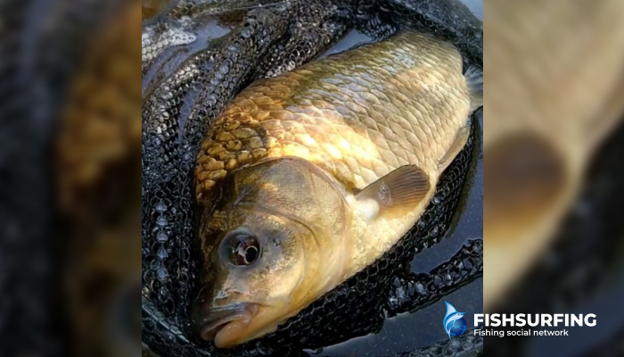 Escolha o tipo de minhoca adequado &agrave; esp&eacute;cie de peixe que pretende pescar.