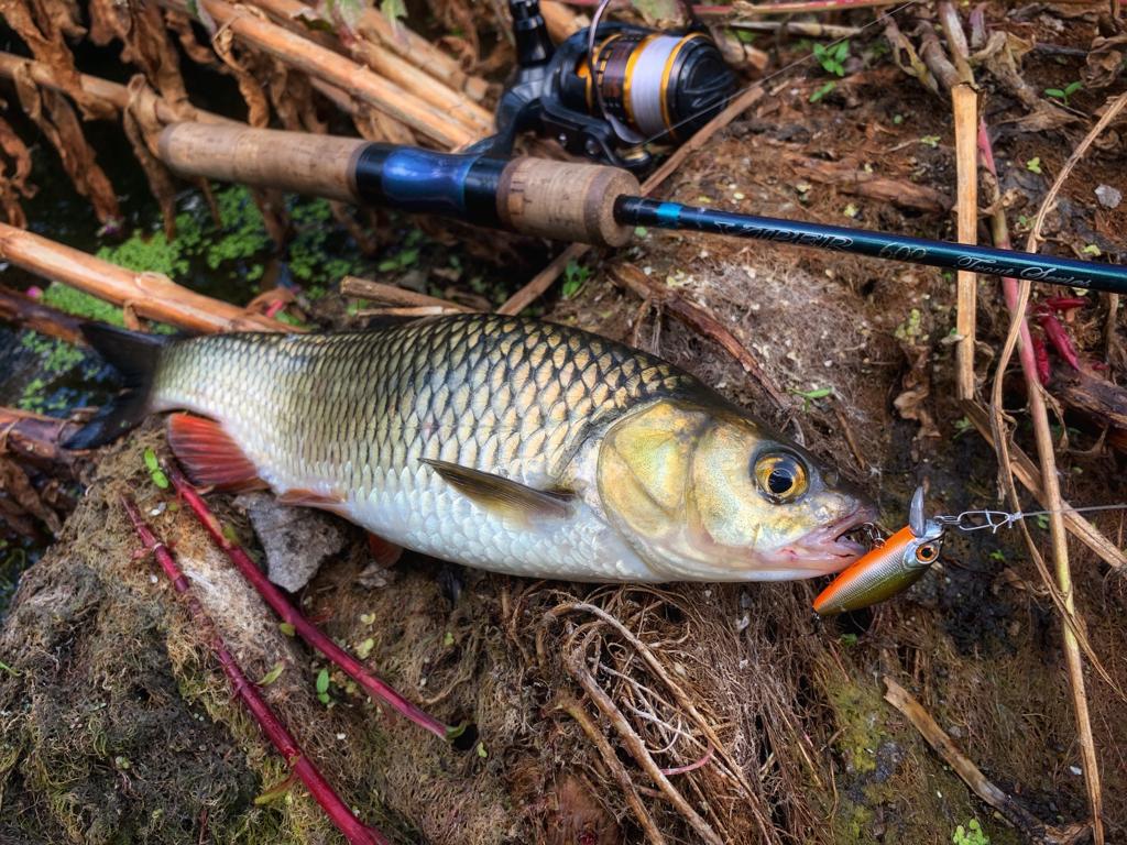 отзыв по Usami Shirasu