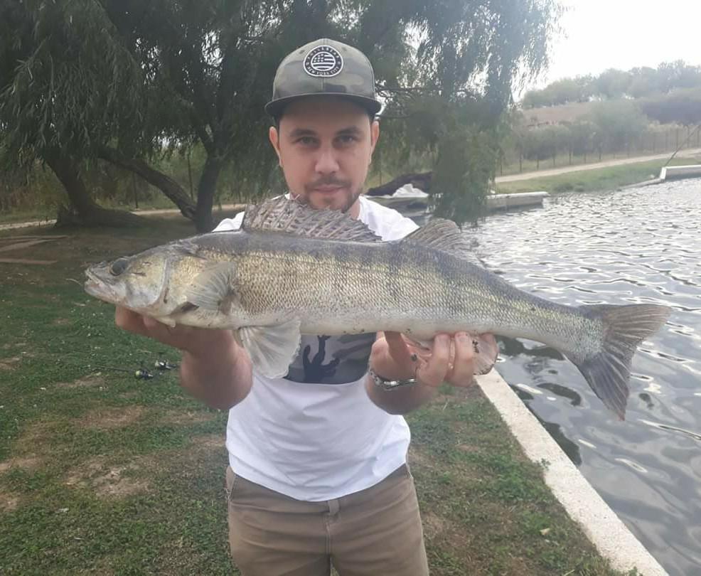 Zander in the spring