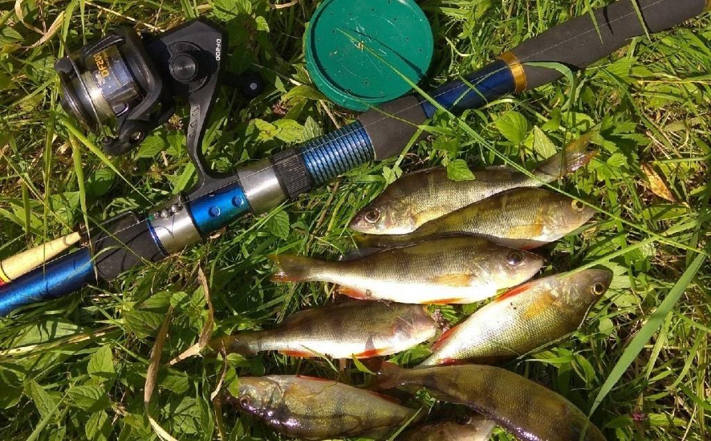 Моя рыбалка в летний сезон 2019