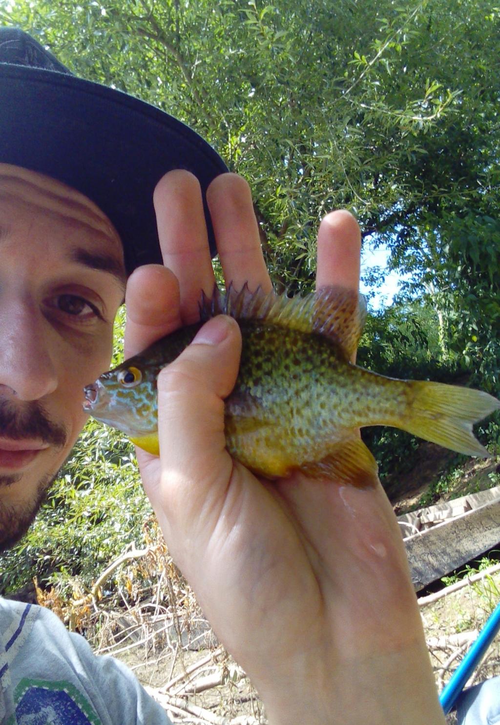 la perche soleil (Calicoba)