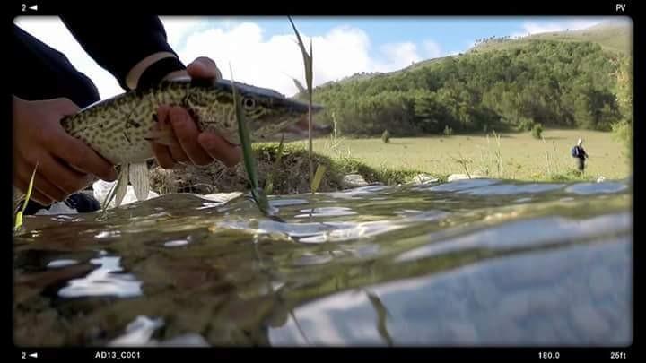 "Lucius cisalpinus" luccio italico