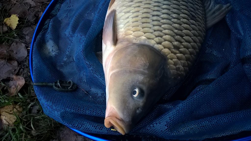 Jemný method feeder ve studené vodě