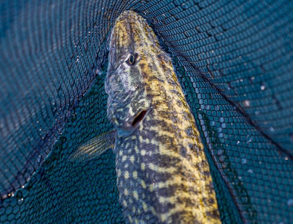 Alla ricerca del Luccio nel Verbano