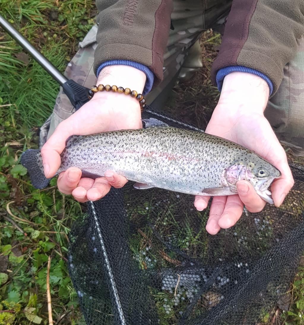 La Truite arc-en-ciel