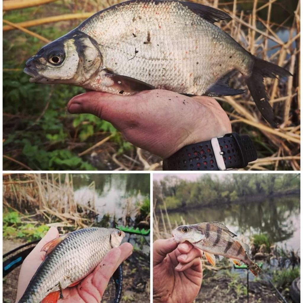 Опарышевая атака