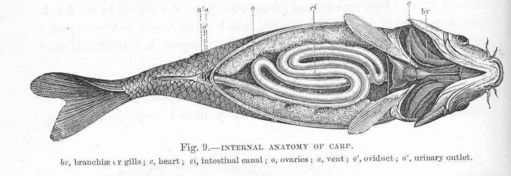 Čím rybám způsobujeme zažívací potíže | Rybo.cz