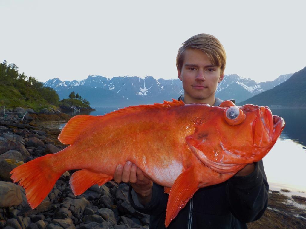 Spring fishing in the Norwegian Fjords 