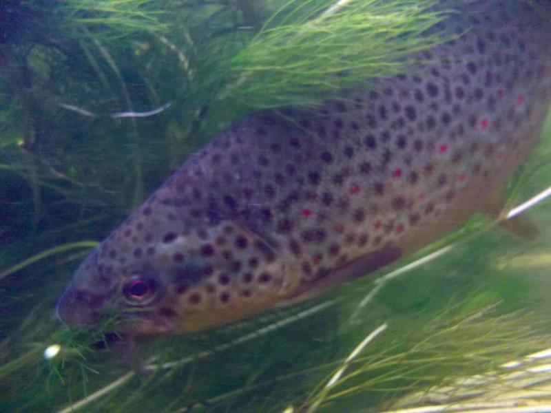 Muškařské vzpomínky IV. aneb "radovat se z mála"