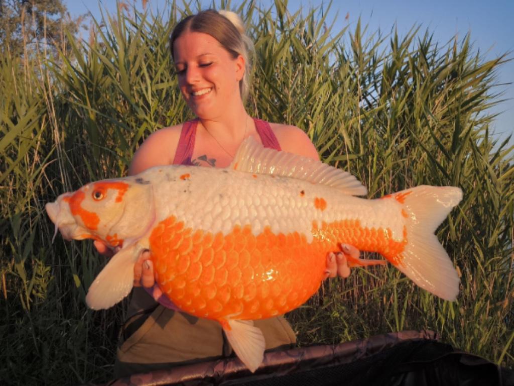 Koi carp from the Italian depths: Anna’s story
