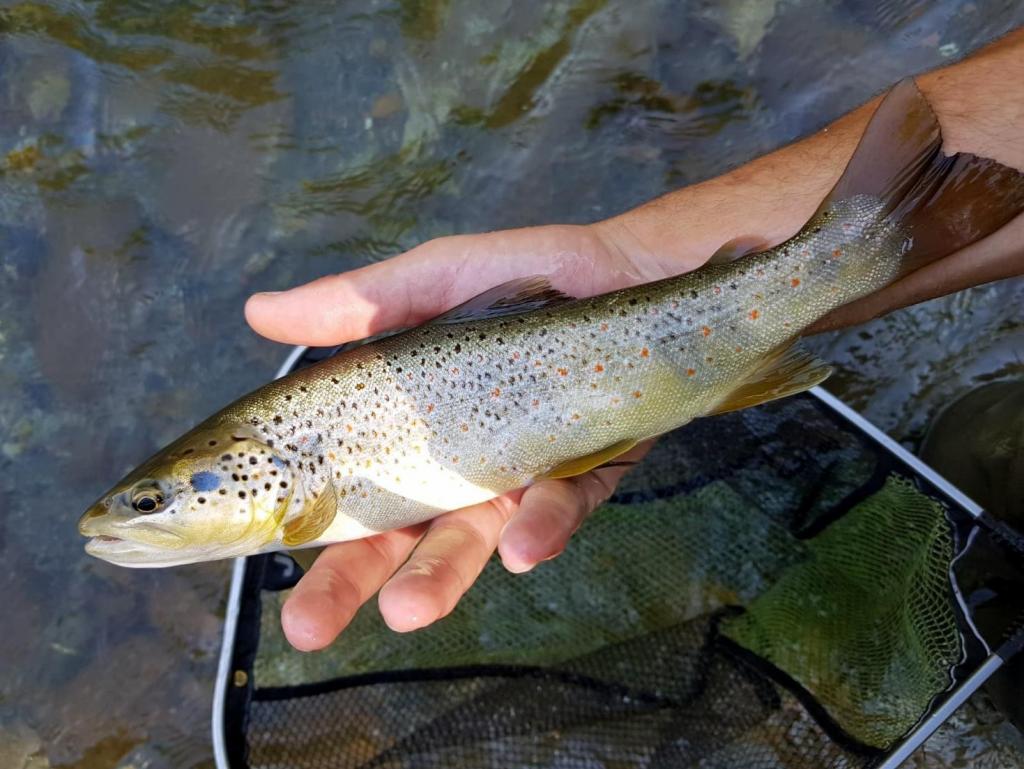 PUNTO AZUL - 24/08/2019