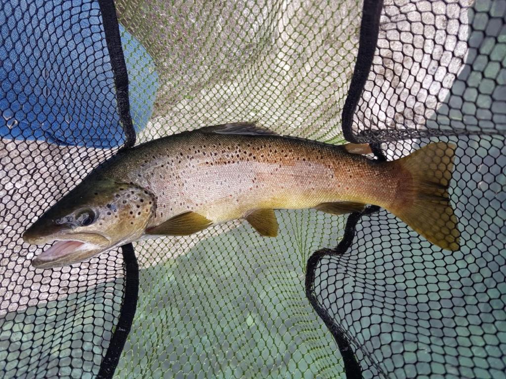 ENCONTRÉ EL CAMINO - 28/08/2019